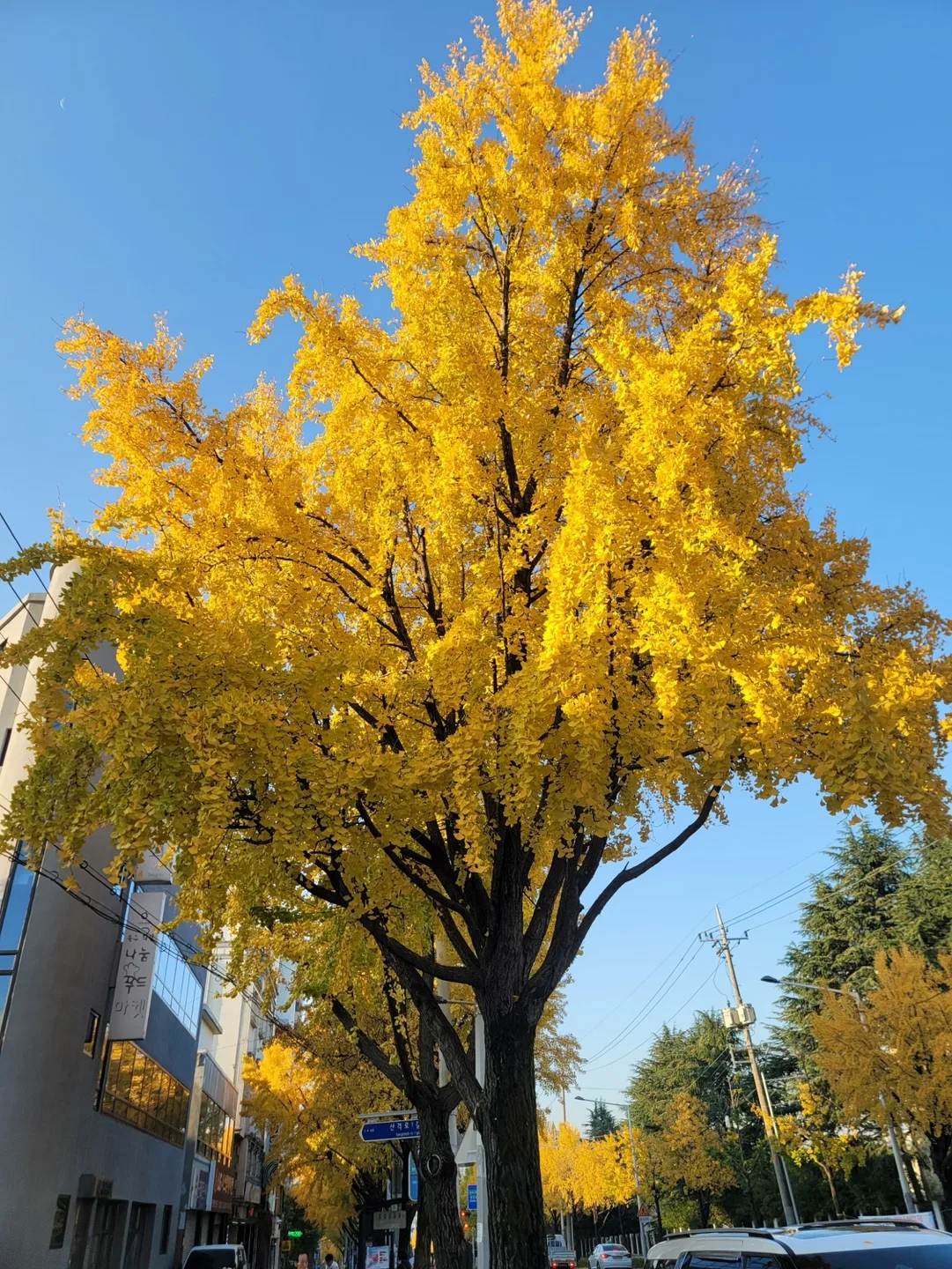 홍덕