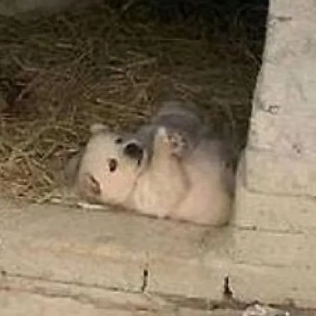 홍조