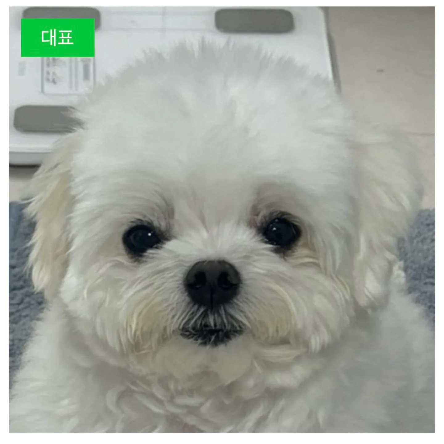 찹쌀강아지