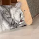 맹이
