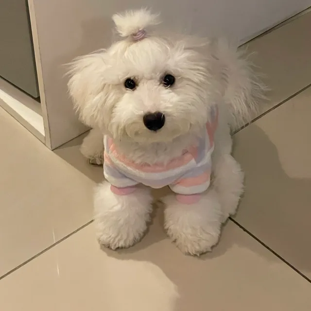 피치베베