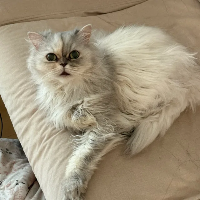 쁘래니