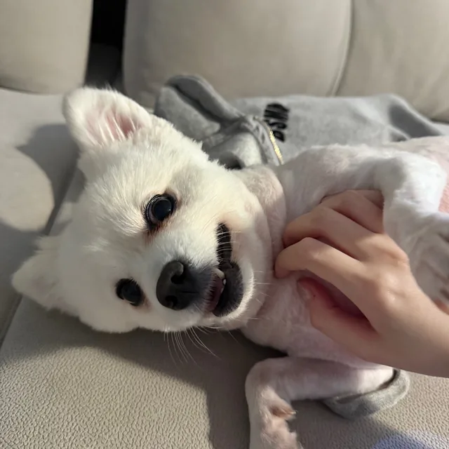 마애