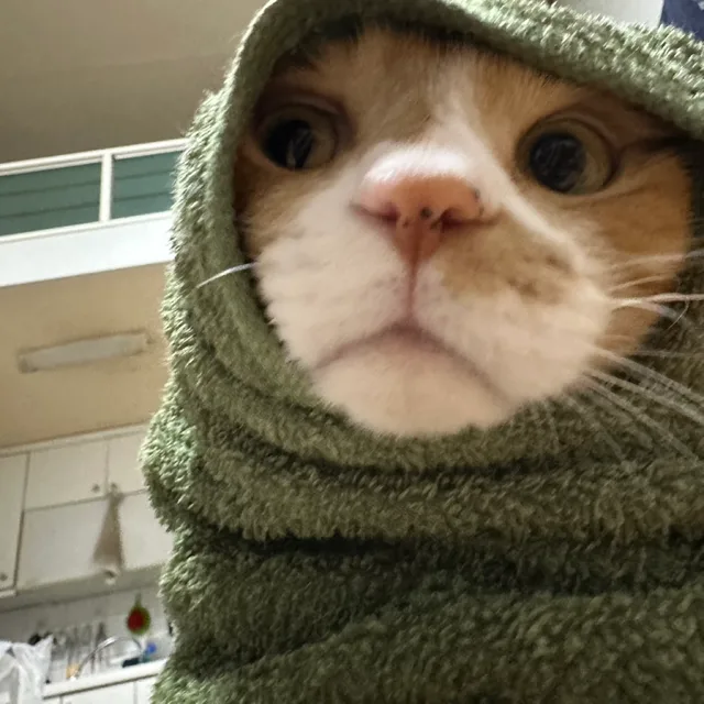 뚜둔