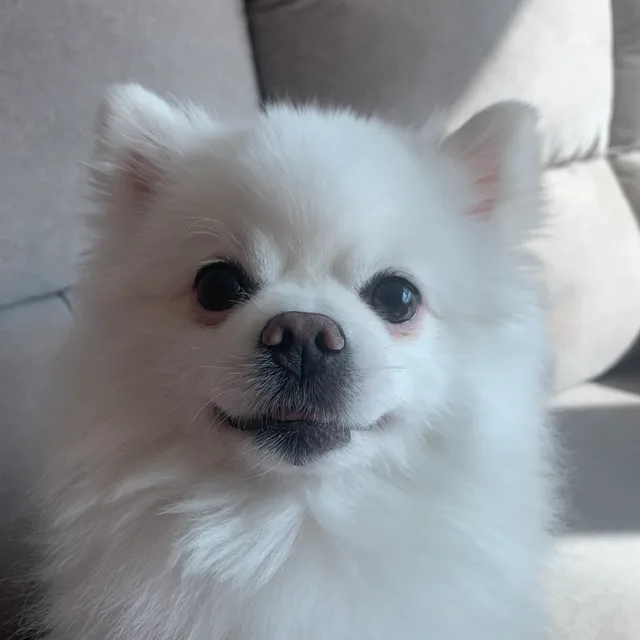 해피