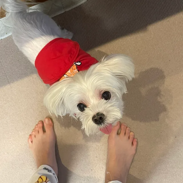 허니쓰