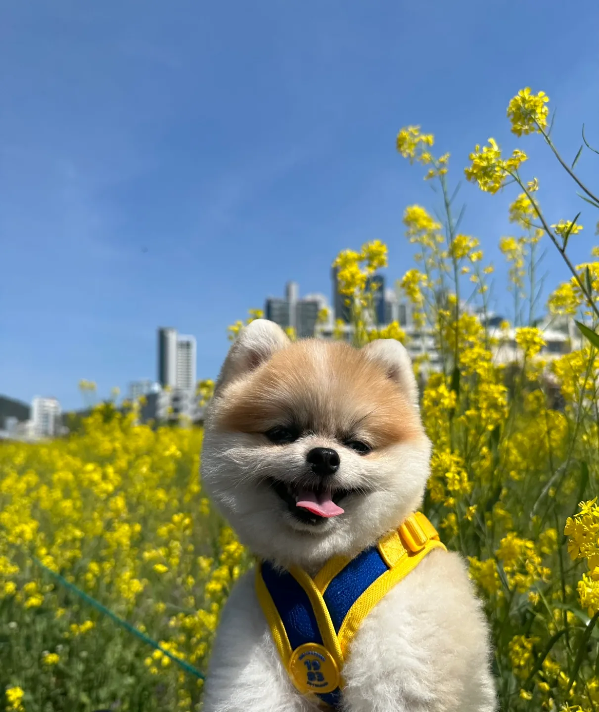봉봉