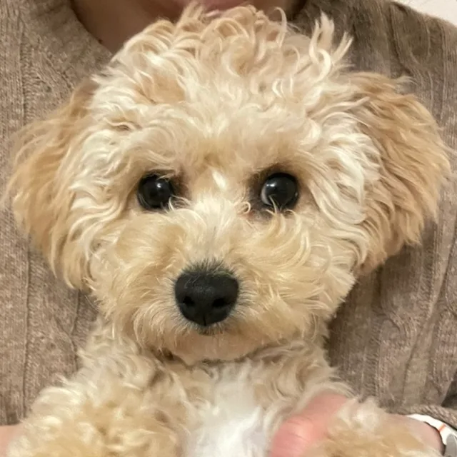 김뿌리