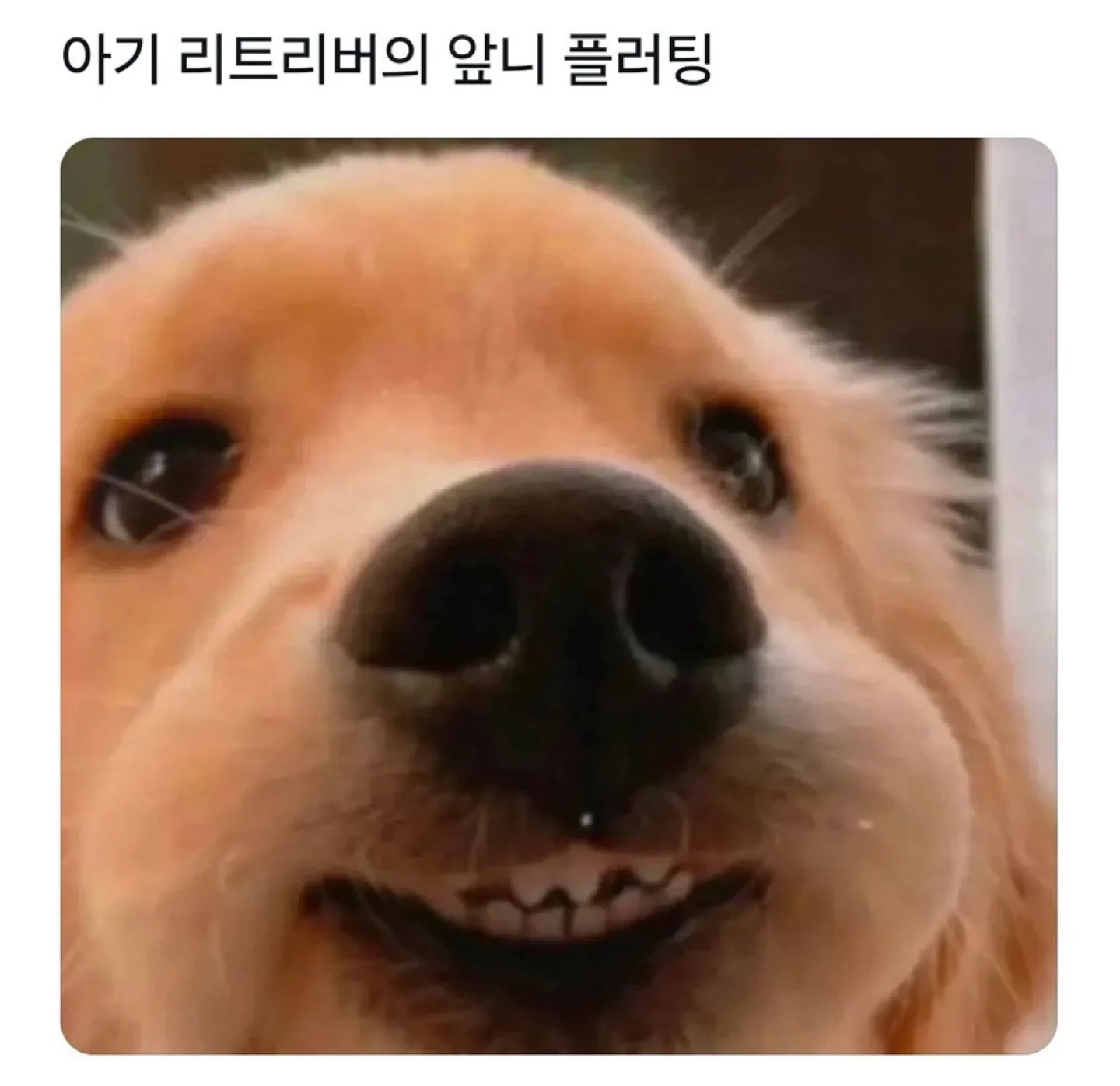 캄다운걸