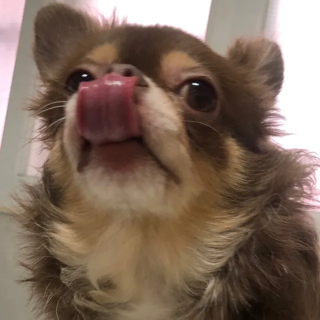 메타몽