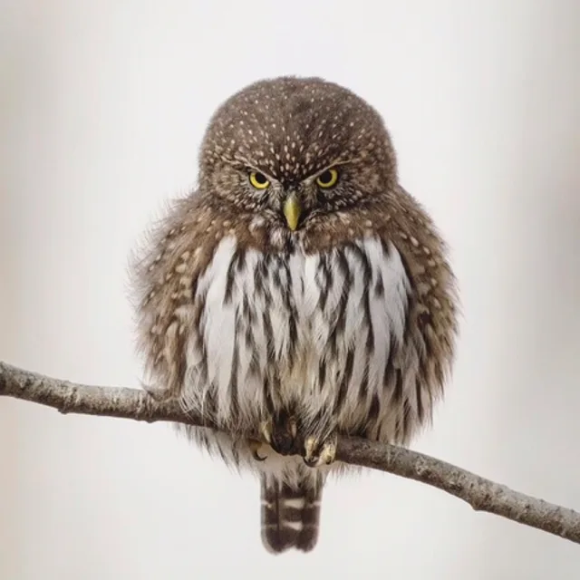 anowl