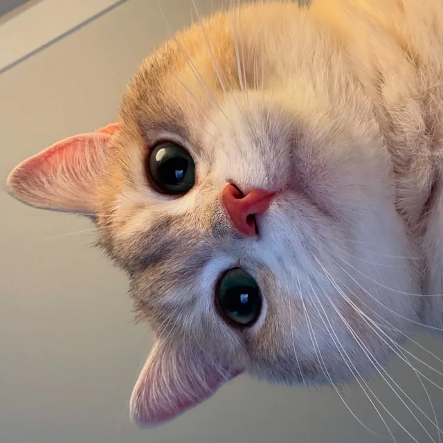 먀옹