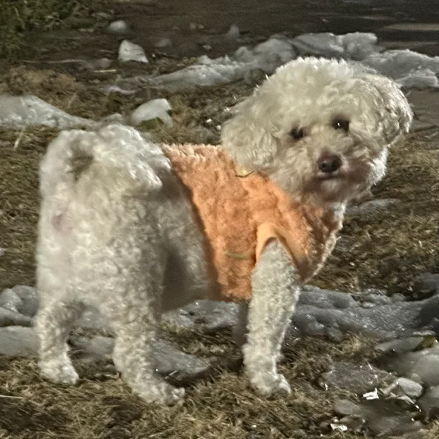 푸풉