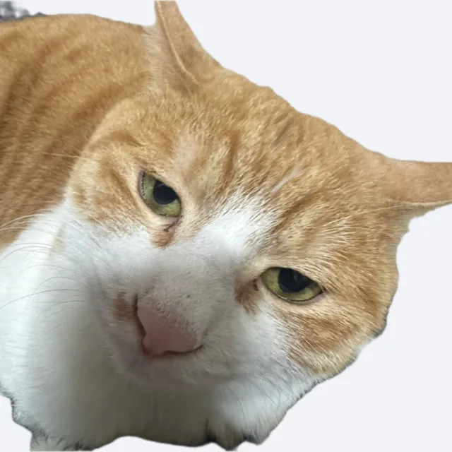 하이