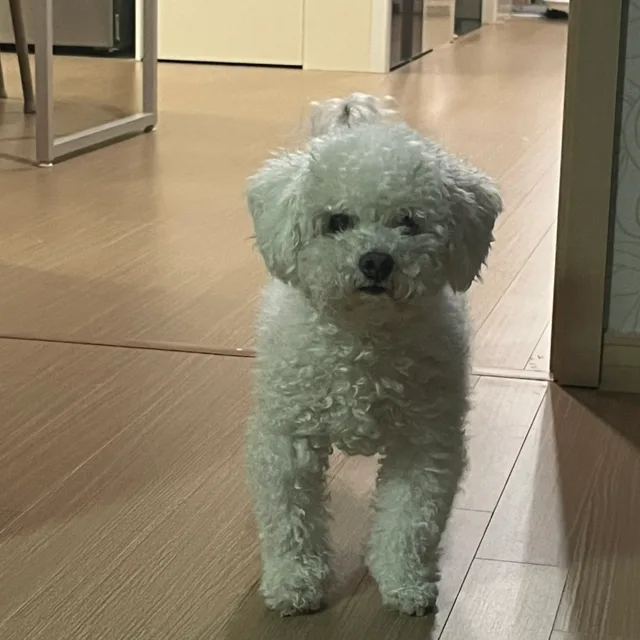 로또