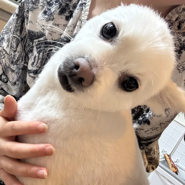 봄마