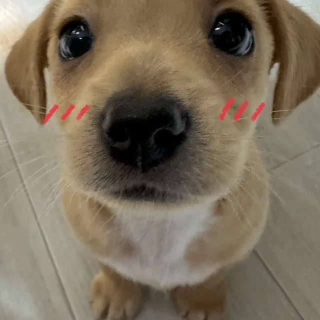이앙쥬