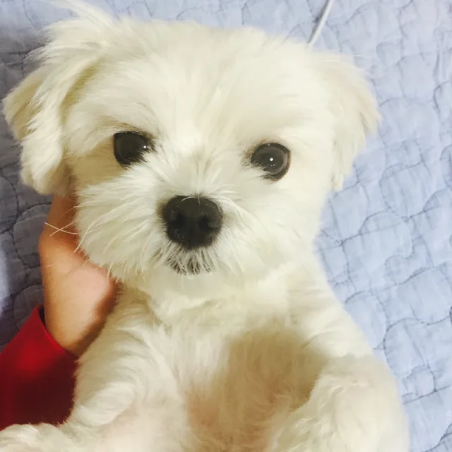 땡보
