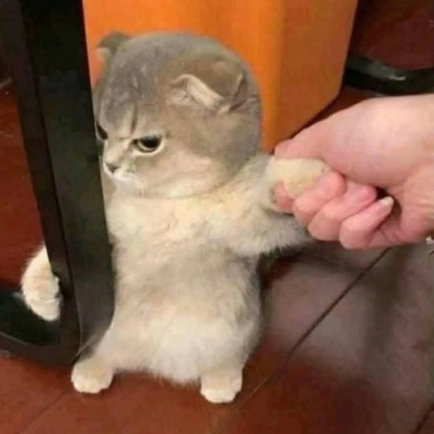 먀옹