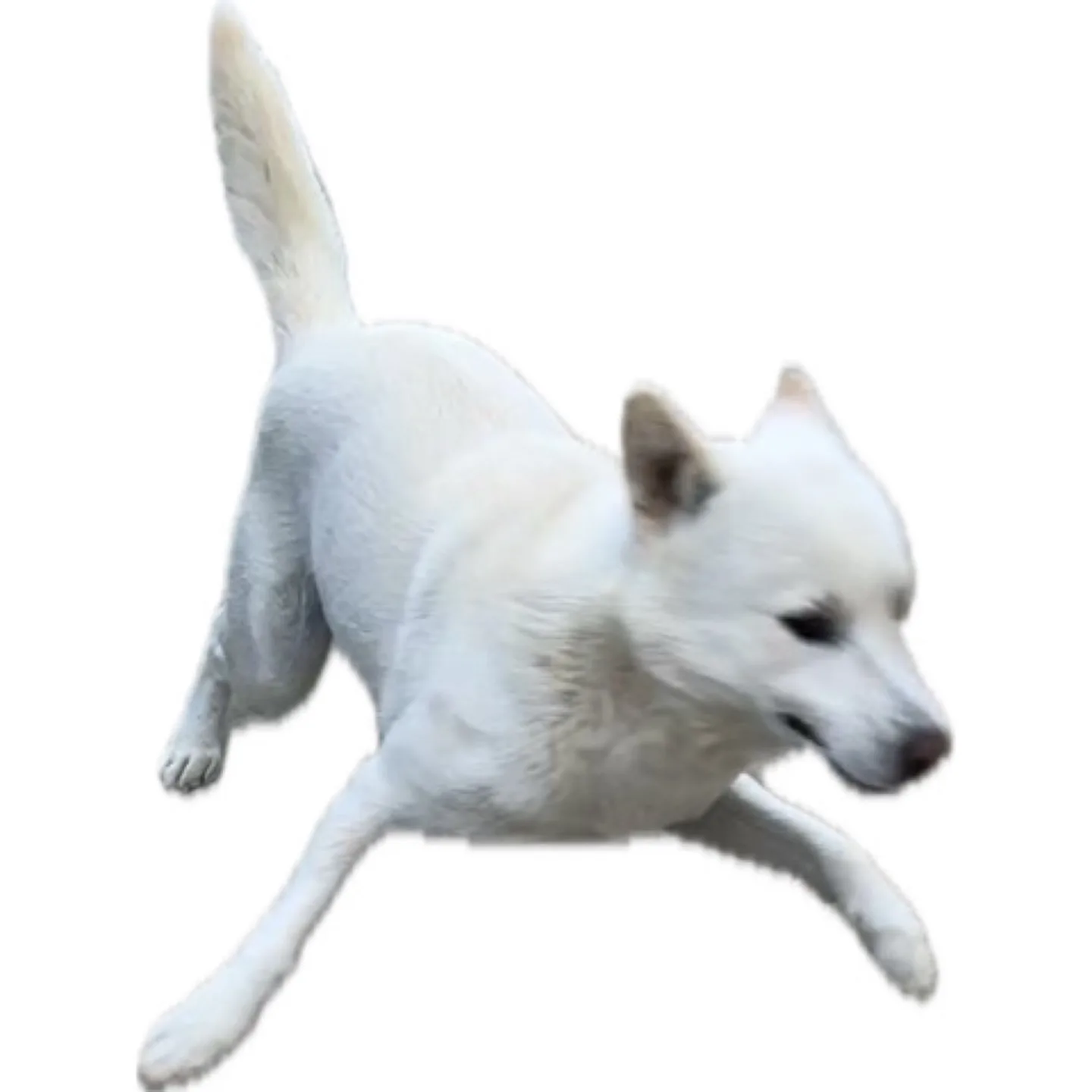 안독구형