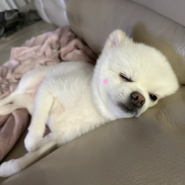 주지방뎅잉