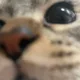 하비