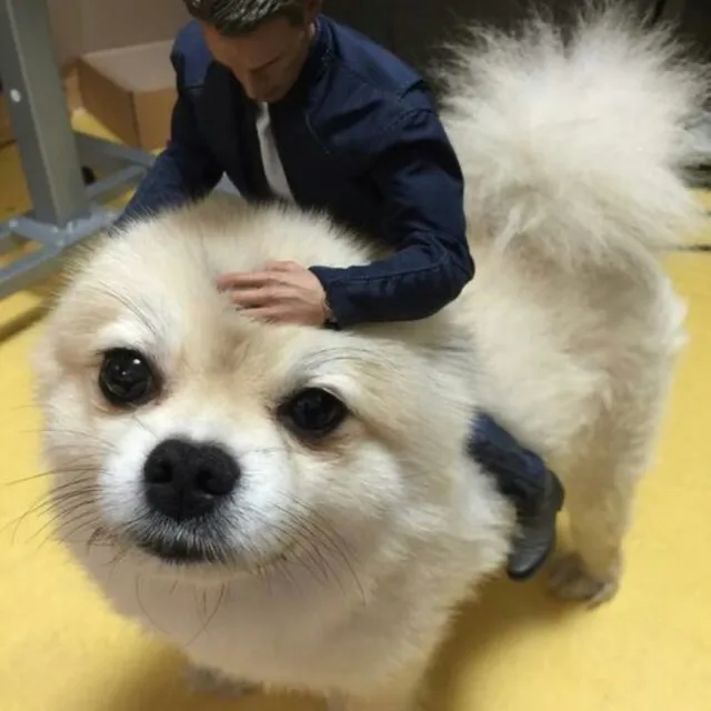 사과나무씨