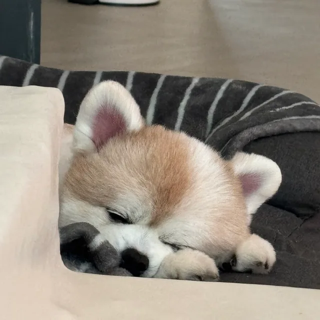 충이