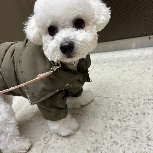 대심
