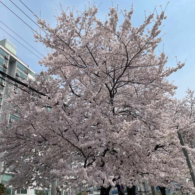 다비도프