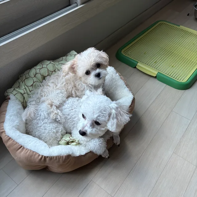 딸둘맘84