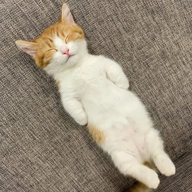 요즘잘자쿨냥이