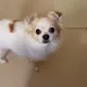 바넬로피