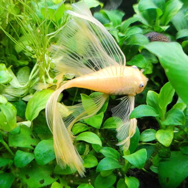 profile