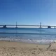 백송