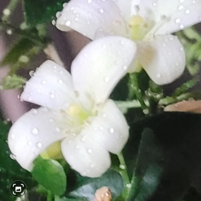 자스민향기