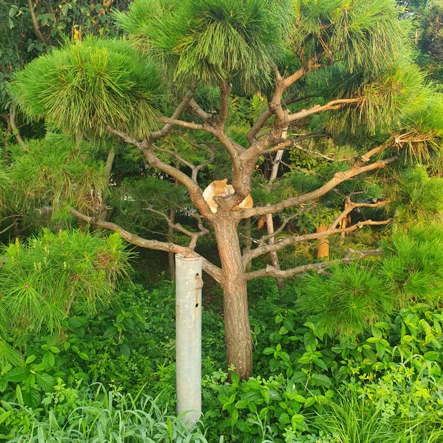 과분