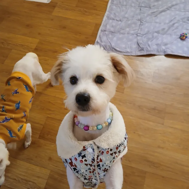 옥이85여