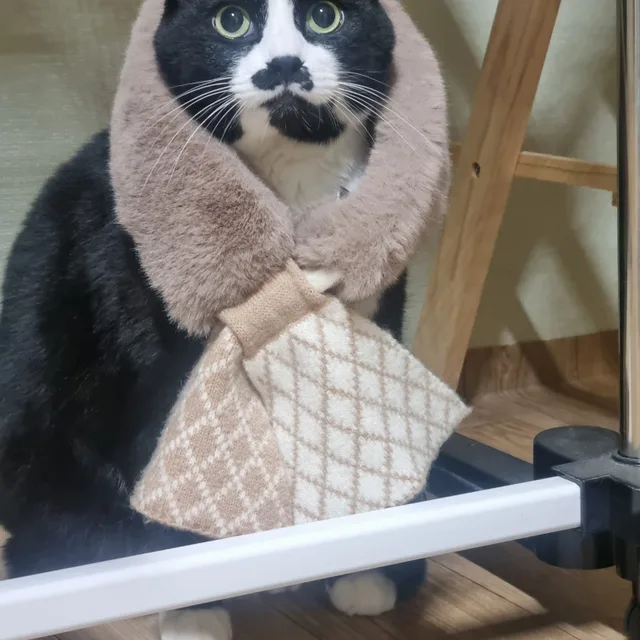 고담히