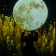 아나바다