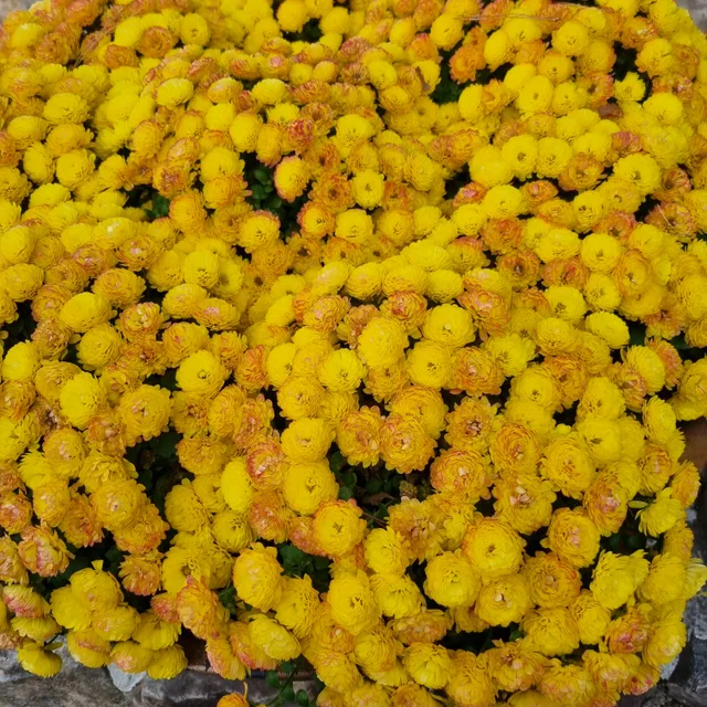신비마켓
