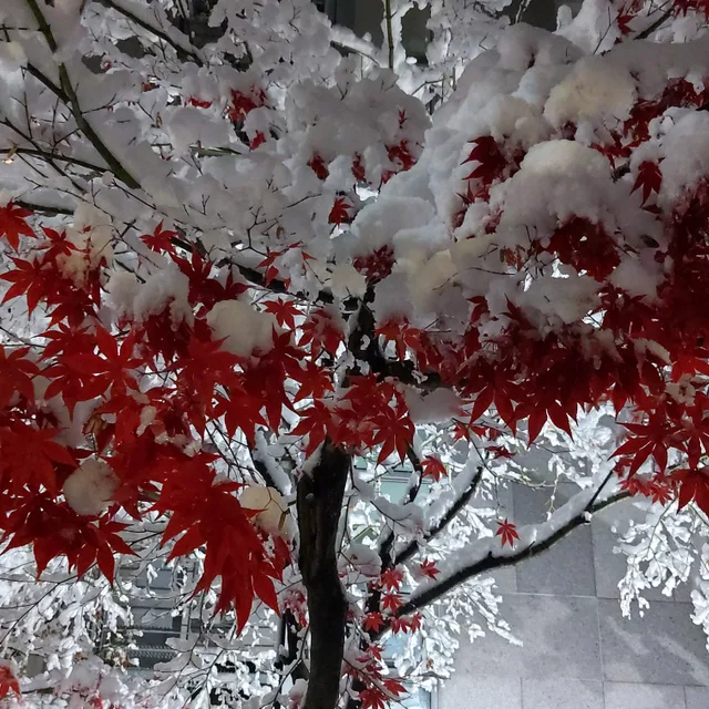 가리사니