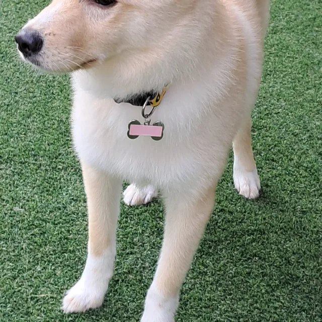 도라에몽최