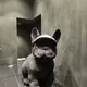 아루