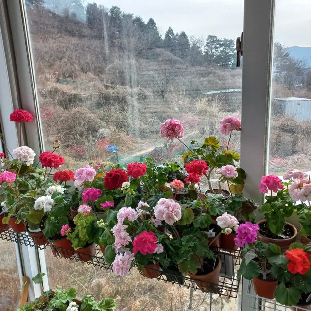 겨울사랑