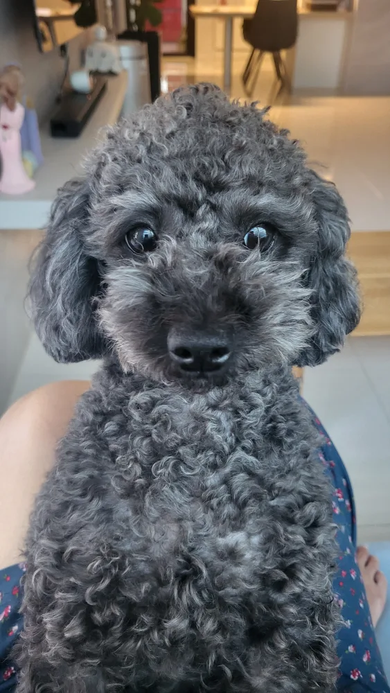 커피
