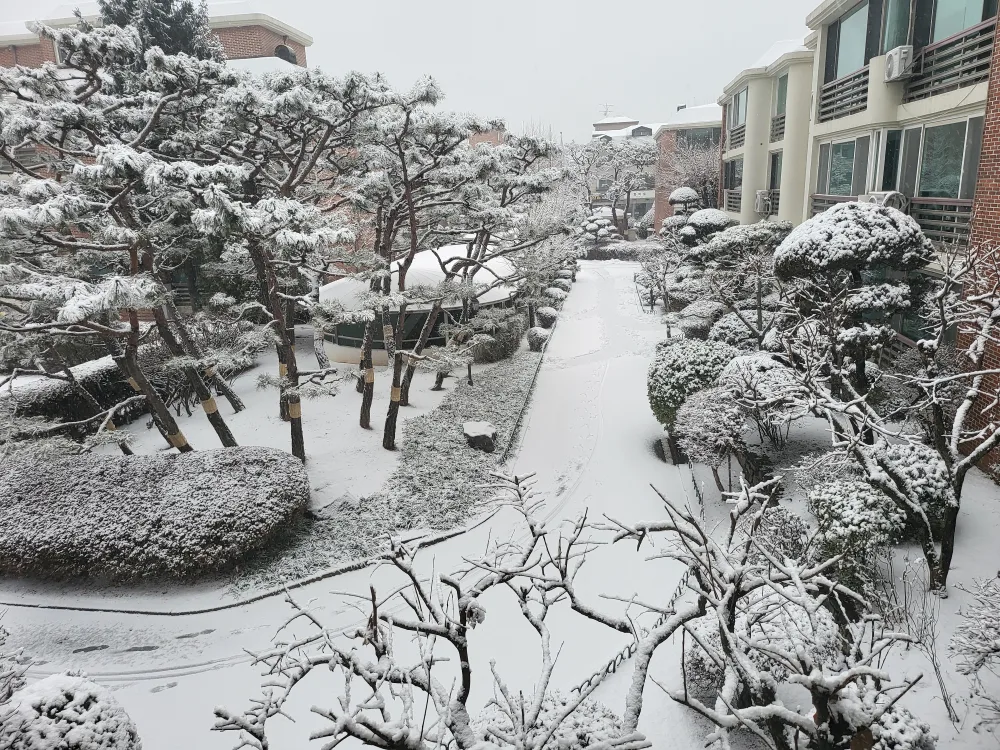 일산삼