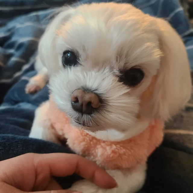 먹보