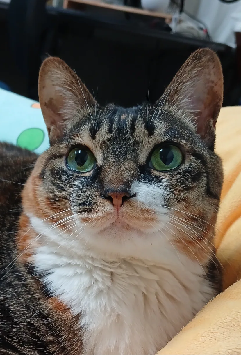 냥이