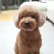 망고